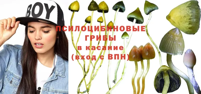 купить   Когалым  Псилоцибиновые грибы Magic Shrooms 